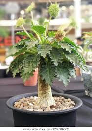 Image result for Dorstenia schliebenii