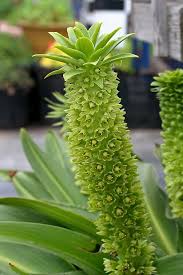 Image result for Eucomis autumnalis