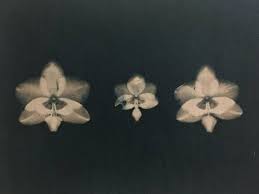 Orchid Flower Tea Toned Cyanotype Print Cyanotype Flower Tea Orchid Flower