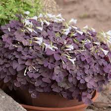 Image result for Oxalis purpurascens