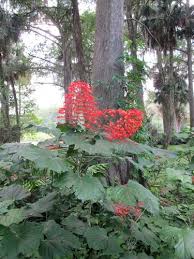 Image result for Clerodendrum poggei