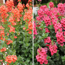 Image result for Diascia