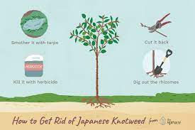 Maybe you would like to learn more about one of these? How To Remove Japanese Knotweed