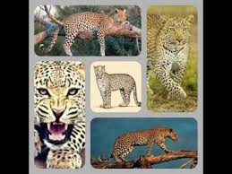 But no matter what you call it, it's still you may have heard of the florida panther. Domacin Racija Klip Puma Vs Panther Druyogawithsuecheese Com