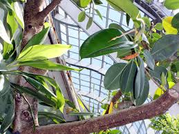 Image result for ficus elastica flower