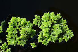 Image result for Azolla pinnata