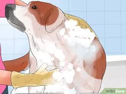 Maybe you would like to learn more about one of these? How To Treat Hot Spots In Dogs 15 Steps With Pictures Wikihow