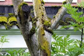Nw everett & 2nd (east) is 143 yards away, 2 min walk. Lan Su Chinese Garden Portland Oregon Travelgumbo