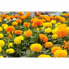 Check spelling or type a new query. Biji Benih Bunga Marigold Yellow Tanaman Hias Dalam Rumah Dan Halaman Terbaru Agustus 2021 Harga Murah Kualitas Terjamin Blibli