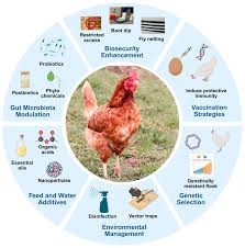 Image result for Shira Red 2015 A1