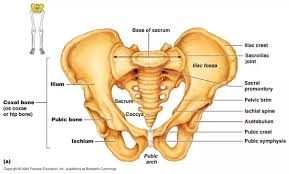 How to determine training status of the glutes. What Is The Difference Between Hip And Buttocks Quora