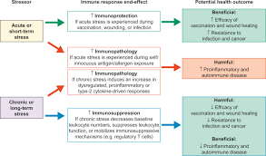 Impact of dhea(s) and cortisol on immune function in aging: Chronic Stressor An Overview Sciencedirect Topics