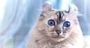 American Curl Kittens for Sale & Cats for Adoption ...