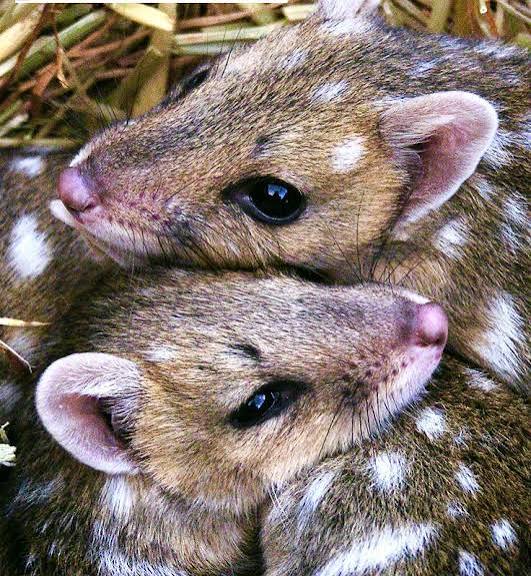 Quoll Joeys | Animal lover gift ideas, Spotted marsupial joeys, Two cute marsupial joeys