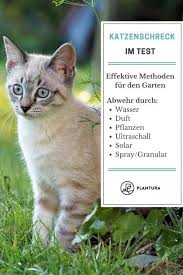 Katzenschreck Im Test Tipps Gegen Katzen Im Garten Katzen Garten Schreck