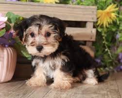 It is a cross between a yorkshire terrier and bichon frise.this mixed dog breed can thrive in the smallest studio or the biggest mansion. Yo Chon Puppies For Sale Puppies Online Oh