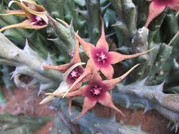 Image result for Orbea caudata