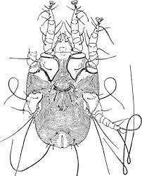 Image result for what do otodectes cynotis look like in dog fur