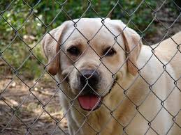 Dog safe plastic indoor/outdoor fences kennel cage pen with 12 pieces brown color : Creative Ways To Build An Outdoor Dog Kennel