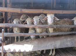 Ukuran ideal kandang kambing modern tergantung dari jenis kambing yang anda ternak. Cara Ternak Kambing Modern Lebih Praktis Dan Terbukti Menguntungkan