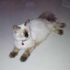 Cari tahu jawabannya dalam artikel finansialku berikut ini. Kucing Himalaya On Twitter Class Notes For Ise 201 San Jose State University Ppt Video Online Download Https T Co H20dq9utgh