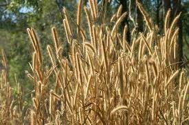 Image result for Cenchrus macrourus