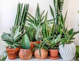 What gives the snake plant its name? How To Propagate A Snake Plant In Water Or Soil Houseplant Central
