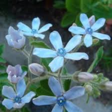 Blue Milkweed Amblyopetalum Coeruleum All Things Plants Milkweed Milkweed Plant Plant Magic