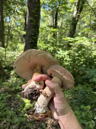 Image result for Boletus variipes