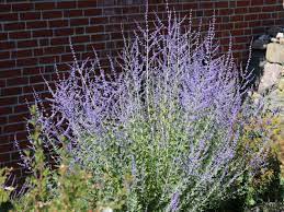 This plant will provide nectar and pollen for bees and the many other types of pollinating insects. Blauraute Blue Spire Perovskia Atriplicifolia Blue Spire Baumschule Horstmann
