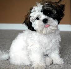 Black And White Maltese Shih Tzu Mix Shih Tzu Pekingese Mix Pekingese Mix Shih Tzu Shih Tzu Puppy