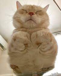 30 Hilarious Reasons Why Every Cat Owner Should Get A Glass Table Cats On Glass Tables Cat Sleeping Cat Sitting