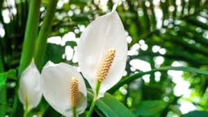 Image result for Kořenokvětka Aspidistra