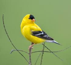 Here you can identify the sounds and bird song of the american goldfinch. Male American Goldfinch Spinus Tristis Goldfinch Backyard Birds Watching Colorful Birds