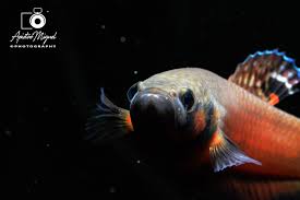 Endemic to borneo where it's known only from brunei darussalam and the northern tip of the malaysian state of sarawak. Wc Betta Macrostoma To Sell Capital Cichlid Association