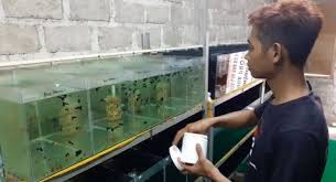 Modal Nekat Budidaya Ikan Guppy Suranto Kini Tembus Pasar Asia Dan Eropa