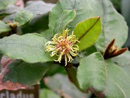 Image result for Trichocladus