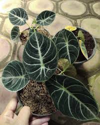 Kebunkania On Instagram Duh Kamyuu Imyuutt Banget Sihh Keladi Black Velvet Ga Makan Tempat Tapi Bikin Mata Seger Kalo Liat Doi In 2020 Plant Leaves Plants Color