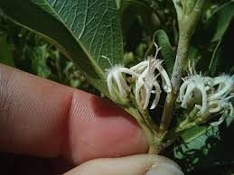 Image result for Empogona cacondensis