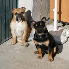Ap Jim Button And Ap Kurt Homies Canneo English Bulldogs Www Asgards Pride Com Www Canneo Bulldogs Com Bulldog Breeds Old English Bulldog English Bulldog
