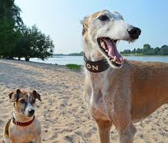 With over 2000 completed adoptions being a testament to the success of our processes. Greyhound Adoption Program And Friends Of The Hound For The Love Of Dogs