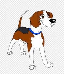 The american kennel club did not recognize the treeing walker coonhound until 2012 and ranks them at 127 out of 194 in popularity. Beagle English Foxhound American Foxhound Harrier Treeing Walker Coonhound Puppy Mammal Animals Png Pngegg