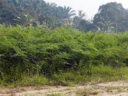 Image result for Mimosa pigra