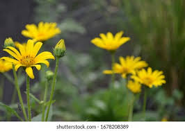 Image result for Philyrophyllum schinzii