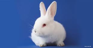 In germany, as in the whole european union, the sale of cosmetics products that have been tested on animals has been prohibited since 2004. Cosmetic Testing On Animals Eu Takes A Step Back Wellbeing International