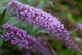 Butterfly Bush Care How To Care For A Butterfly Bush