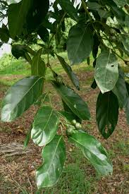 Image result for Morinda lucida