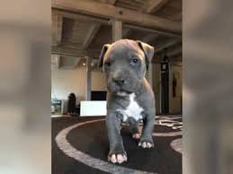 Basset hound x black mouth cur mix = cursset. American Pitbull Terrier Kaufen Hier Rassehunde Deinetiewelt