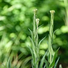 Image result for Turritis glabra