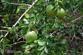 Image result for Strychnos innocua